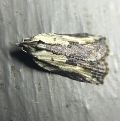 Cryptoptila immersana (A Tortricid moth) at Garran, ACT - 27 Feb 2022 by Tapirlord