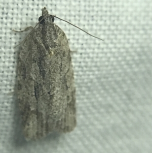 Thrincophora inconcisana at Garran, ACT - 27 Feb 2022