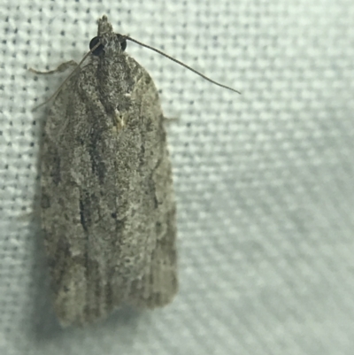 Thrincophora inconcisana (A Tortricid moth) at Garran, ACT - 27 Feb 2022 by Tapirlord