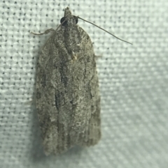 Thrincophora inconcisana at Garran, ACT - 27 Feb 2022 08:52 PM