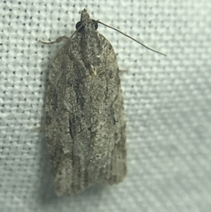 Thrincophora inconcisana at Garran, ACT - 27 Feb 2022