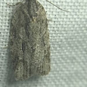 Thrincophora inconcisana at Garran, ACT - 27 Feb 2022 08:52 PM