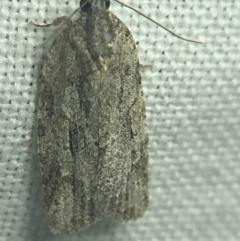 Thrincophora inconcisana at Garran, ACT - 27 Feb 2022 08:52 PM