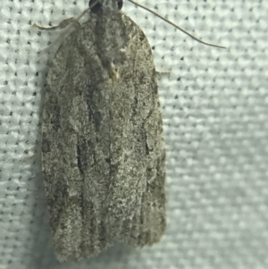 Thrincophora inconcisana at Garran, ACT - 27 Feb 2022