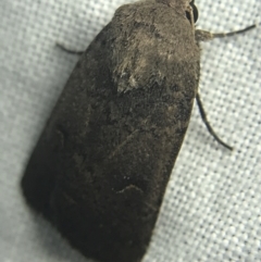 Proteuxoa hypochalchis (Black-bar Noctuid) at Garran, ACT - 27 Feb 2022 by Tapirlord