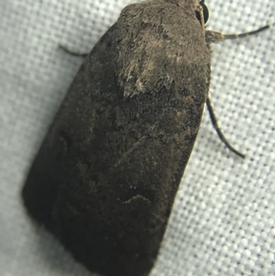 Proteuxoa hypochalchis (Black-bar Noctuid) at Garran, ACT - 27 Feb 2022 by Tapirlord