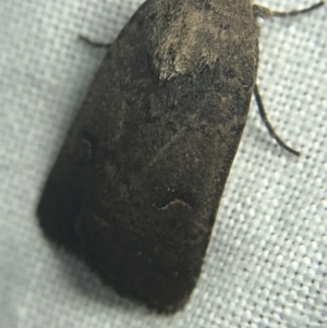 Proteuxoa hypochalchis at Garran, ACT - 27 Feb 2022 08:51 PM