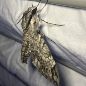 Psilogramma casuarinae at Garran, ACT - 27 Feb 2022