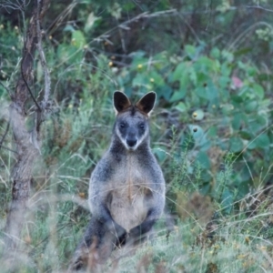 Wallabia bicolor at Deakin, ACT - 3 Mar 2022