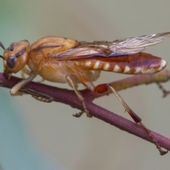 Pseudoperga lewisii (A Sawfly) at Googong, NSW - 3 Mar 2022 by WHall