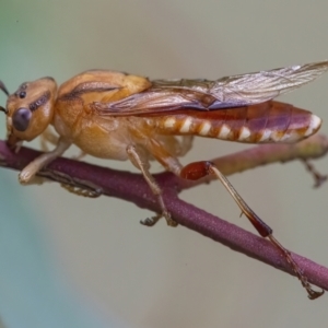 Pseudoperga lewisii at Googong, NSW - 3 Mar 2022 01:04 PM