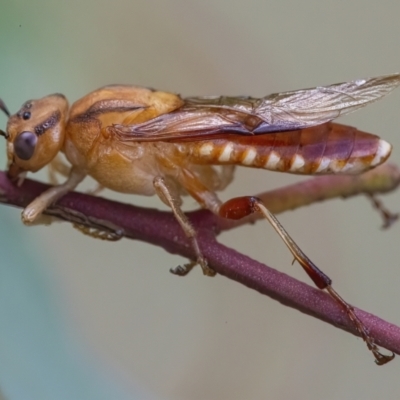 Pseudoperga lewisii (A Sawfly) at Googong, NSW - 3 Mar 2022 by WHall