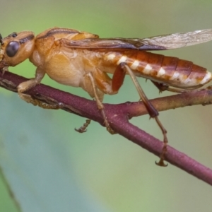 Pseudoperga lewisii at Googong, NSW - 3 Mar 2022