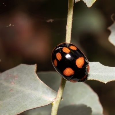 Paropsisterna beata (Blessed Leaf Beetle) at Red Hill, ACT - 4 Mar 2022 by Roger