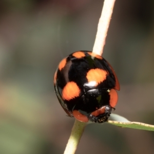 Paropsisterna beata at Red Hill, ACT - 4 Mar 2022