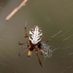 Phonognatha graeffei (Leaf Curling Spider) - 4 Mar 2022 by Roger