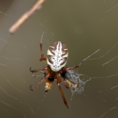 Phonognatha graeffei (Leaf Curling Spider) - 4 Mar 2022 by Roger