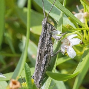 Coryphistes ruricola at Googong, NSW - 3 Mar 2022