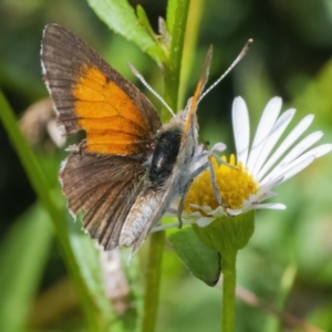 Lucia limbaria at Googong, NSW - 3 Mar 2022 12:44 PM