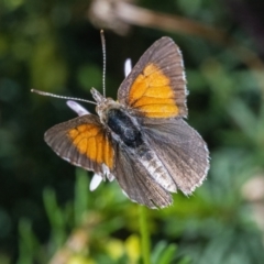 Lucia limbaria at Googong, NSW - 3 Mar 2022 12:44 PM