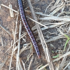 Paradoxosomatidae sp. (family) (Millipede) at O'Connor Ridge to Gungahlin Grasslands - 3 Mar 2022 by LD12