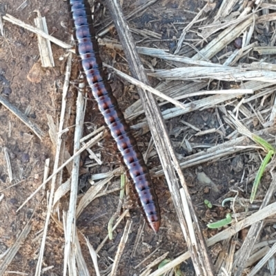 Paradoxosomatidae sp. (family) (Millipede) at O'Connor Ridge to Gungahlin Grasslands - 3 Mar 2022 by LD12