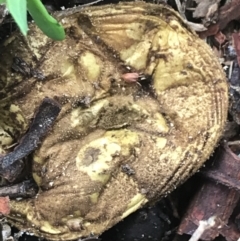 Unidentified Fungus at Phillip, ACT - 4 Mar 2022 by Tapirlord