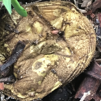 Unidentified Fungus at Phillip, ACT - 4 Mar 2022 by Tapirlord