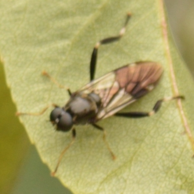 Exaireta spinigera (Garden Soldier Fly) at Jerrabomberra, NSW - 1 Mar 2022 by TmacPictures