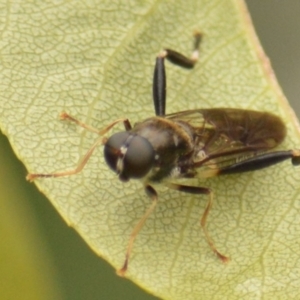 Exaireta spinigera at Jerrabomberra, NSW - 1 Mar 2022