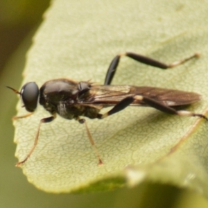 Exaireta spinigera at Jerrabomberra, NSW - 1 Mar 2022