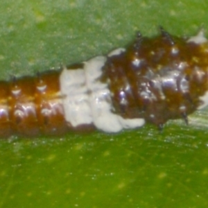 Papilio aegeus at Jerrabomberra, NSW - suppressed