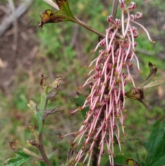 Grevillea sp. (Grevillea) at Corang, NSW - 27 Feb 2022 by LeonieWood