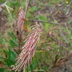 Grevillea sp. at Corang, NSW - 28 Feb 2022 10:47 AM