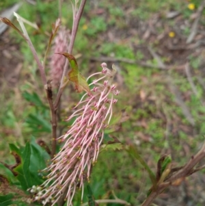 Grevillea sp. at Corang, NSW - 28 Feb 2022