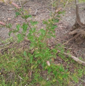 Grevillea sp. at Corang, NSW - 28 Feb 2022 10:47 AM