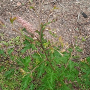 Grevillea sp. at Corang, NSW - 28 Feb 2022 10:47 AM