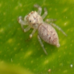 Opisthoncus grassator (Jumping spider) at Jerrabomberra, NSW - 4 Mar 2022 by Tmac