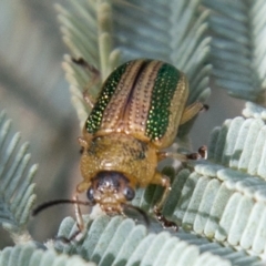 Calomela vittata (Acacia leaf beetle) at Paddys River, ACT - 7 Oct 2019 by SWishart