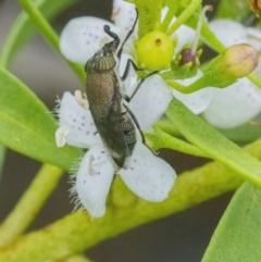 Stomorhina discolor (Snout fly) at Googong, NSW - 3 Mar 2022 by WHall