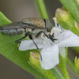 Stomorhina discolor at Googong, NSW - 3 Mar 2022