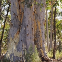 Eucalyptus rossii (Inland Scribbly Gum) at Molonglo Valley, ACT - 4 Mar 2022 by BarrieR