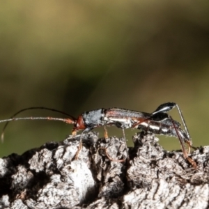 Amphirhoe decora at Red Hill, ACT - 4 Mar 2022 04:11 PM
