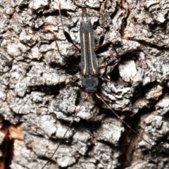 Amphirhoe decora at Red Hill, ACT - 4 Mar 2022 04:11 PM