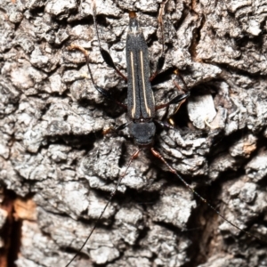 Amphirhoe decora at Red Hill, ACT - 4 Mar 2022