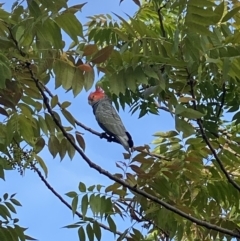 Callocephalon fimbriatum (Gang-gang Cockatoo) at Curtin, ACT - 4 Mar 2022 by Hannah