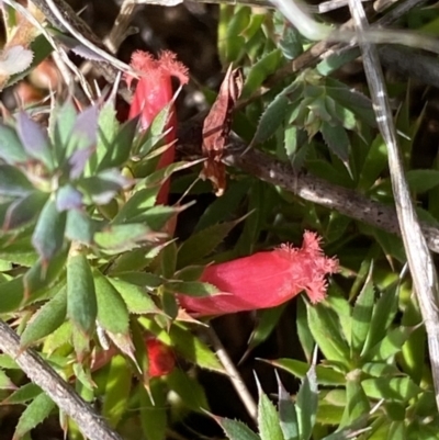 Astroloma humifusum (Cranberry Heath) at Jerrabomberra, NSW - 4 Mar 2022 by Steve_Bok