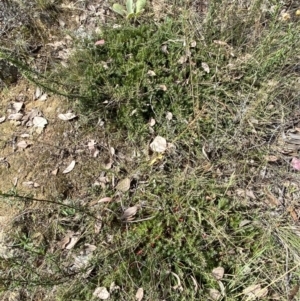 Styphelia humifusum at Jerrabomberra, NSW - 4 Mar 2022 03:41 PM