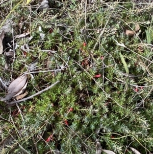 Styphelia humifusum at Jerrabomberra, NSW - 4 Mar 2022 03:41 PM