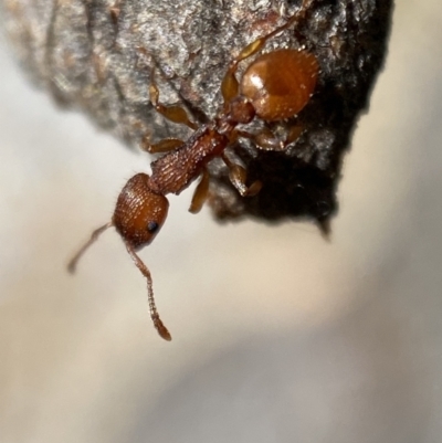 Podomyrma sp. (genus) (Muscleman Tree Ant) at Jerrabomberra, NSW - 4 Mar 2022 by SteveBorkowskis